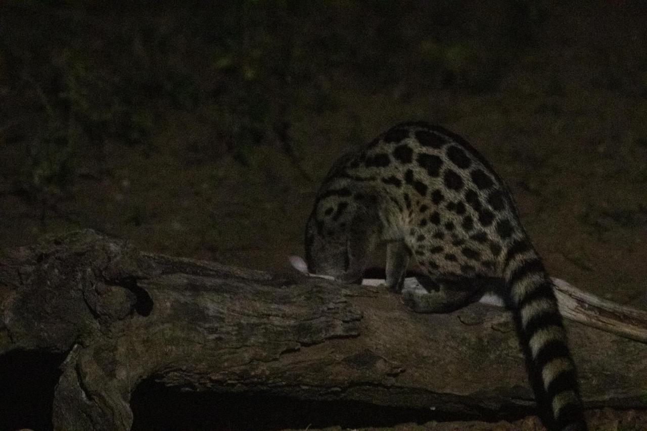 Hello Kruger Hideaway Cottage Marloth Park Esterno foto
